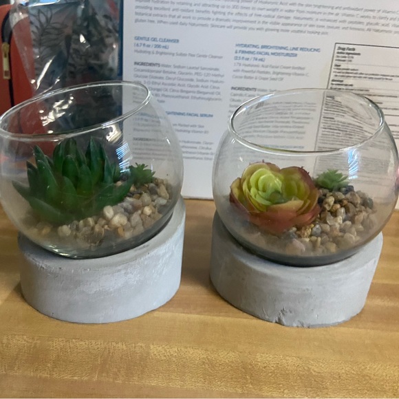 succulent plants 2pk - Picture 2 of 4
